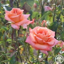 Gitte 15 Gitte -Heirloom Roses gitte 1 9