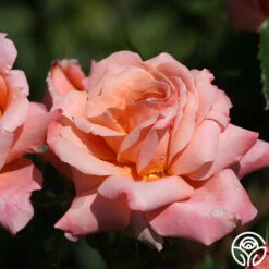 Gitte 13 Gitte -Heirloom Roses gitte 3 8