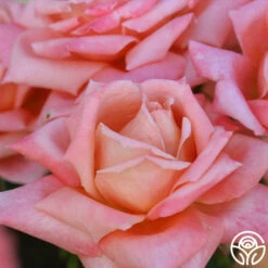 Gitte 12 Gitte -Heirloom Roses gitte 5