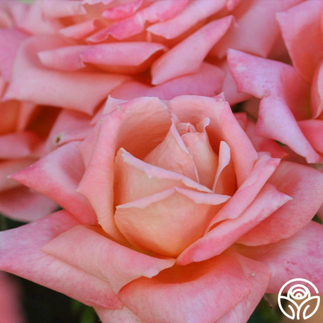 Gitte 6 Gitte - Image 4