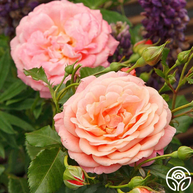 Gitte 4 Gitte - Image 2