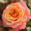 Gitte -Heirloom Roses gitte 8