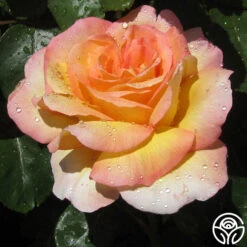 Glowing Peace™ 16 Glowing Peace™ -Heirloom Roses glowing peace 11