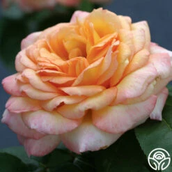 Glowing Peace™ 17 Glowing Peace™ -Heirloom Roses glowing peace 1 8