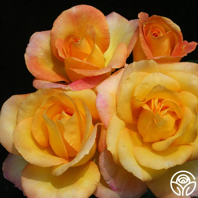 Gold Medal® 4 Gold Medal® - Image 2