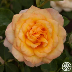 Gold Medal® 13 Gold Medal® -Heirloom Roses gold medal 2 2