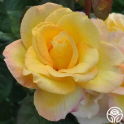 Gold Medal® 18 Gold Medal® -Heirloom Roses gold medal 4 2