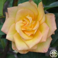 Gold Medal® 17 Gold Medal® -Heirloom Roses gold medal 5 1