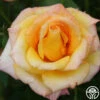 Gold Medal® 1 Gold Medal® -Heirloom Roses gold medal 6 1