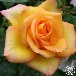 Gold Medal® 15 Gold Medal® -Heirloom Roses gold medal 8 1
