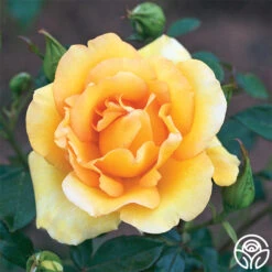 Gold Struck™ -Heirloom Roses gold struck 1 1
