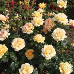 Gold Struck™ -Heirloom Roses gold struck 3 1