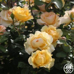 Gold Struck™ -Heirloom Roses gold struck 5