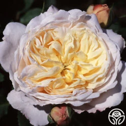 Golden Blush -Heirloom Roses golden blush logo 03