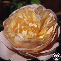 Golden Blush -Heirloom Roses golden blush logo 04