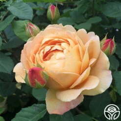Golden Celebration® -Heirloom Roses golden celebration 11