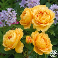 Golden Celebration® -Heirloom Roses golden celebration 2 4 1