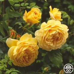 Golden Celebration® -Heirloom Roses golden celebration 3 1 1
