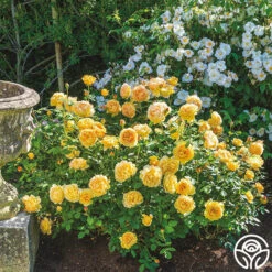 Golden Celebration® -Heirloom Roses golden celebration 4 2