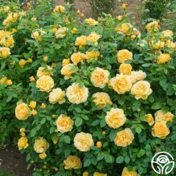 Golden Celebration® -Heirloom Roses golden celebration 6 1