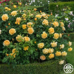 Golden Celebration® -Heirloom Roses golden celebration 8 2