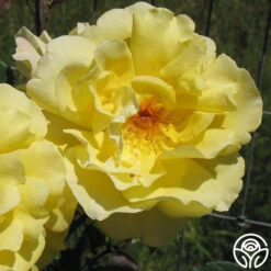 Golden Gate™ -Heirloom Roses golden gate logo 01