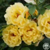 Golden Gate™ -Heirloom Roses golden gate logo 03