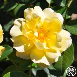 Golden Moss 11 Golden Moss -Heirloom Roses golden moss 1 3