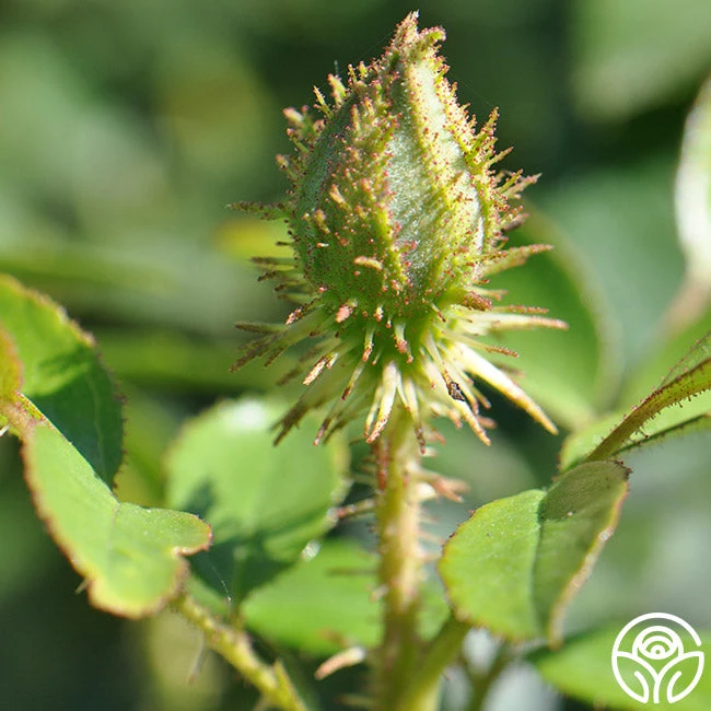 Golden Moss 6 Golden Moss - Image 4