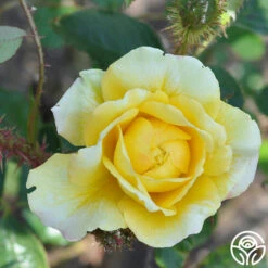 Golden Moss 8 Golden Moss -Heirloom Roses golden moss 3 4