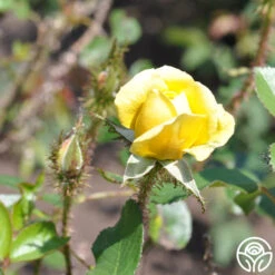 Golden Moss 9 Golden Moss -Heirloom Roses golden moss 4 4