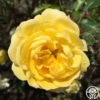 Golden Moss 2 Golden Moss -Heirloom Roses golden moss 5 4