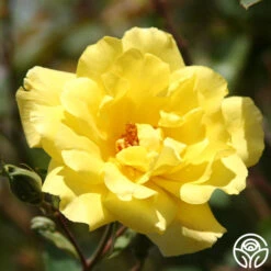 New Release -Heirloom Roses golden showers logo 01