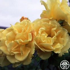 Golden Showers® 7 Golden Showers® -Heirloom Roses golden showers logo 03