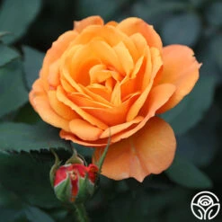 Good As Gold -Heirloom Roses good as gold 2 2