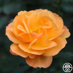 Good As Gold -Heirloom Roses good as gold 4 1