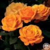Good As Gold 1 Good As Gold -Heirloom Roses good as gold 5