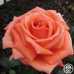 Good Life™ 7 Good Life™ -Heirloom Roses good life 1 5