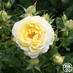 Good Ol' Summertime™ -Heirloom Roses good ol summertime 1 8