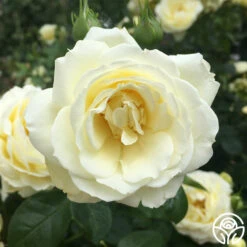 Good Ol' Summertime™ -Heirloom Roses good ol summertime 3 1