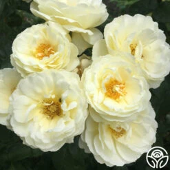 Good Ol' Summertime™ -Heirloom Roses good ol summertime 8