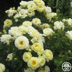 Good Ol' Summertime™ -Heirloom Roses good ol summertime 9