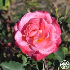 Granada -Heirloom Roses granada 2 8