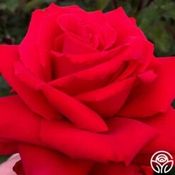 Eleganza® Grande Amore -Heirloom Roses grande amore 11