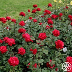 Eleganza® Grande Amore -Heirloom Roses grande amore 1 2