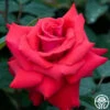 Eleganza® Grande Amore -Heirloom Roses grande amore 3