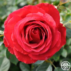 Eleganza® Grande Amore -Heirloom Roses grande amore 51