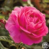 Grande Dame™ -Heirloom Roses grande dame 11