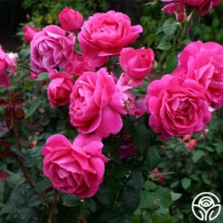 Grande Dame™ 24 Grande Dame™ -Heirloom Roses grande dame 8