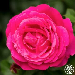 Grande Dame™ 30 Grande Dame™ -Heirloom Roses grande dame 9